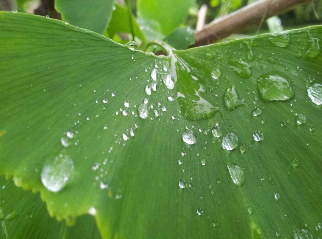 ديدان البطن بالفرنسية