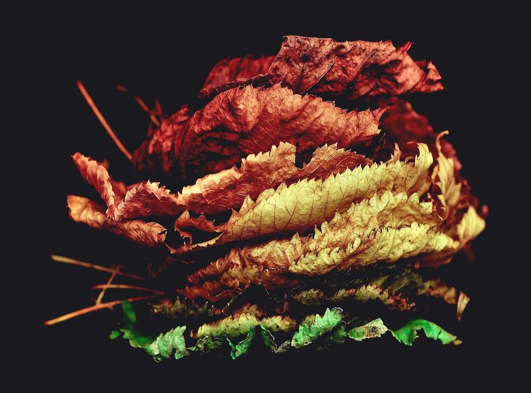 Survival Tips and Strategies