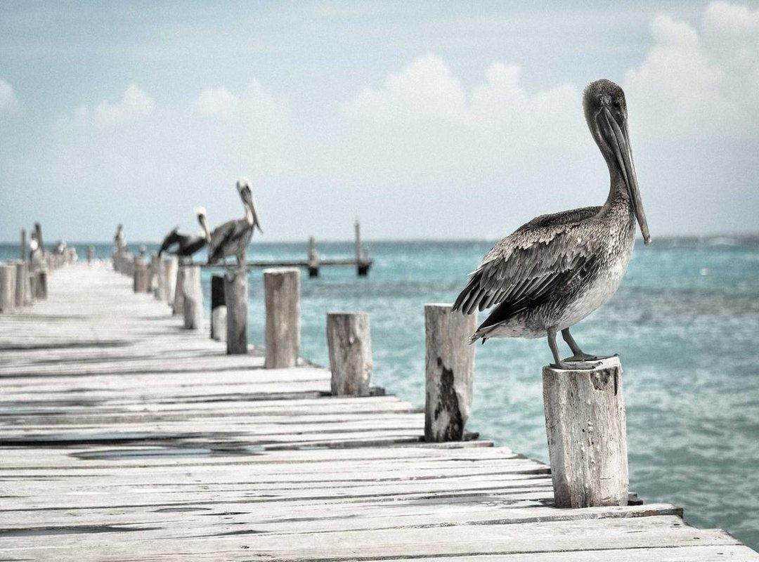 The Dark Side of Torrent Sites: What You Need to Know